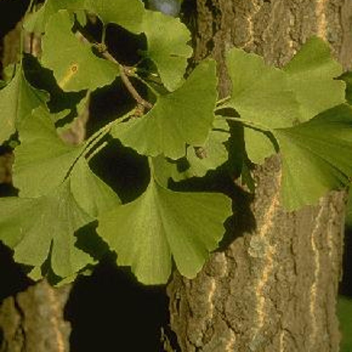 Ginkgo – Ginkgo biloba - C35 10/12 200 CM Stem